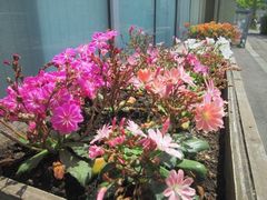 花壇にお花を植えました!