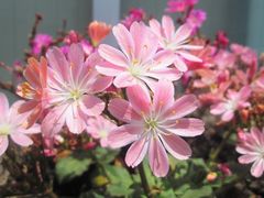 花壇にお花を植えました!