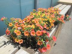 花壇にお花を植えました!