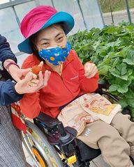 あけぼの生活介護なないろ いちご収穫で笑顔いっぱい♪