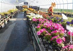 花苗絶賛販売中
