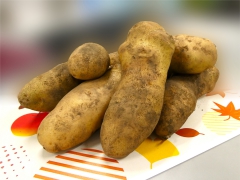 日中活動センターでじゃがいもを収穫！