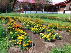 納品後の花を見に