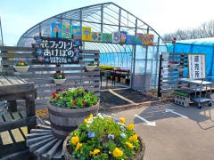 「いぶりばでぃ」で花ファクトリーが紹介されました！