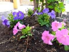 植え込みをきれいに！